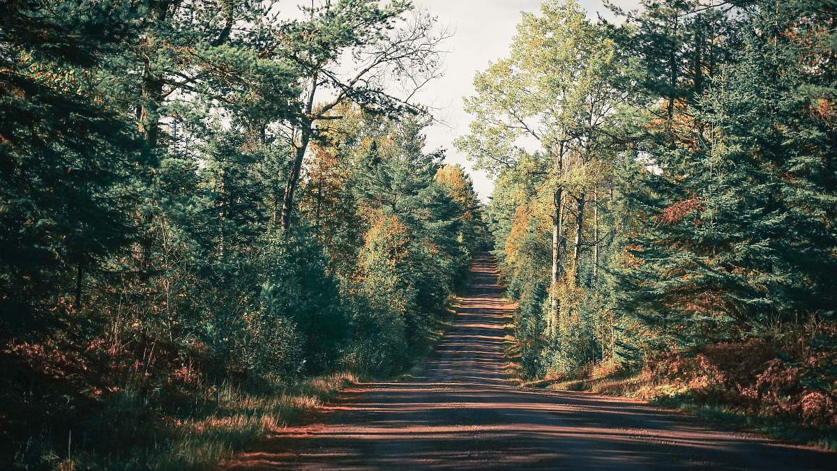 dirt road gray roadway between trees during daytime gravel